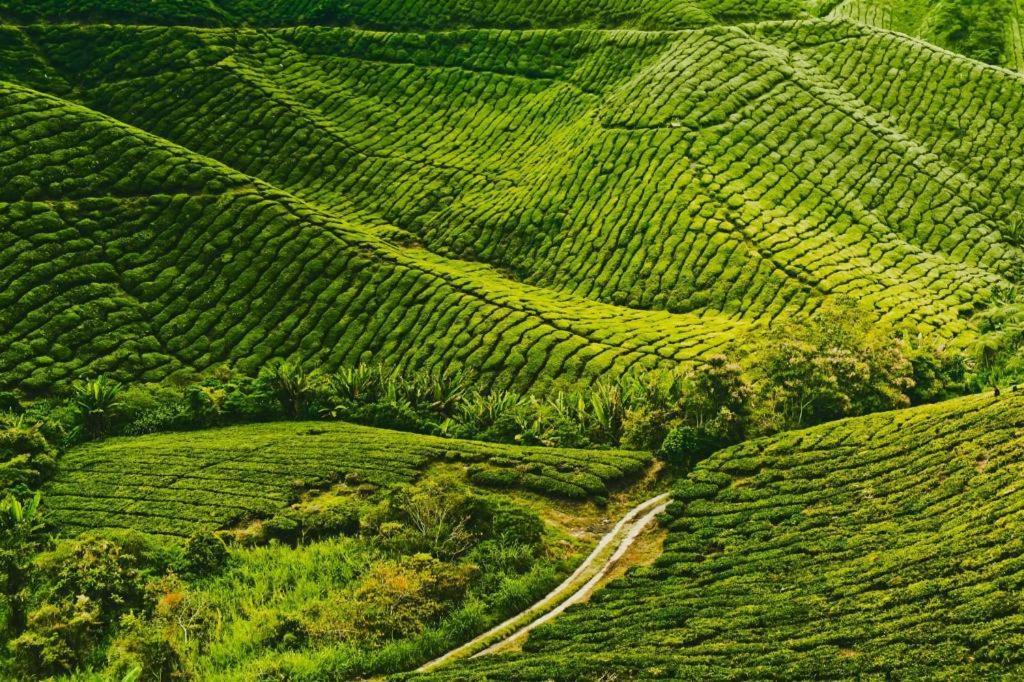 Krs Pines Hotel Cameron Highlands Zewnętrze zdjęcie